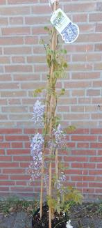 Wisteria blauwe en witte regen, Ophalen of Verzenden, Zomer, Overige soorten, Volle zon