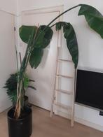 Paradijsvogelplant, Ophalen, Overige soorten, Halfschaduw, 150 tot 200 cm