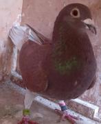 POSTDUIF DUIVIN, Vrouwelijk