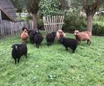 Skudde stamboek lammeren., Dieren en Toebehoren, Schapen, Geiten en Varkens, Meerdere dieren, Schaap, 0 tot 2 jaar