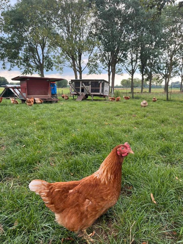compleet kippenbedrijfje, Dieren en Toebehoren, Pluimvee | Toebehoren, Gebruikt, Kippenhok of Kippenren, Ophalen