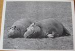 Twee liggende nijlpaarden - happy hippo's - nieuw, Verzamelen, Verzenden, 1980 tot heden, Ongelopen, Wild dier