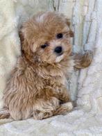 Maltipoo Meisje (Crème, IKU) – Eva – Extra Klein & Lief, Overige rassen, 8 tot 15 weken, Buitenland, Teef