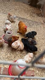 Broedeieren cohin mix!, Meerdere dieren, Kip