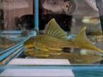 L200 green phantom pleco, Vis, Zoetwatervis