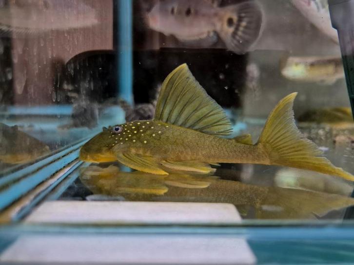 L200 green phantom pleco, Dieren en Toebehoren, Vissen | Aquariumvissen, Zoetwatervis, Vis