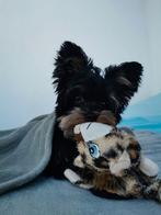 Op zoek naar een liefdevol en stabiel thuis, Dieren en Toebehoren, Honden | Jack Russells en Terriërs, Yorkshire Terriër, Rabiës (hondsdolheid)