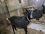 Zwarte melkgeit, gedekt, Dieren en Toebehoren, Schapen, Geiten en Varkens, Vrouwelijk, Geit, 0 tot 2 jaar