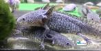 Axolotl Axanthic, Dieren en Toebehoren, Reptielen en Amfibieën, Amfibie, Tam, 0 tot 2 jaar