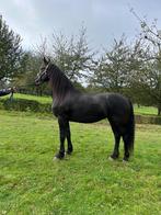 fries paard, Dieren en Toebehoren, Paarden, Merrie, Gechipt, Dressuurpaard, 3 tot 6 jaar