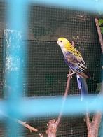 Bleekkop Rosella, Dieren en Toebehoren, Vogels | Parkieten en Papegaaien, Mannelijk, Parkiet, Geringd