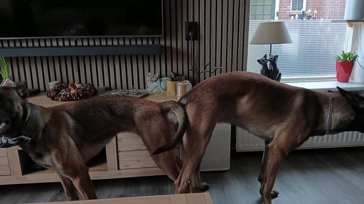 Nestaankondiging Mechelse Herder Pups (verwacht 18 maart), Dieren en Toebehoren, Honden | Herdershonden en Veedrijvers, Meerdere dieren