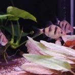 Puntius nigrofasciatus, Vis