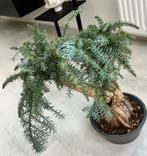 Araucaria Daija Bonsai, In pot, Minder dan 100 cm, Bonsai, Groene kamerplant