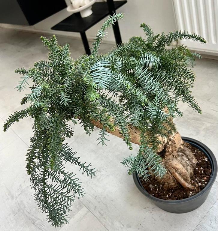 Araucaria Daija Bonsai, Huis en Inrichting, Kamerplanten, Bonsai, Minder dan 100 cm, Groene kamerplant, Halfschaduw, In pot, Ophalen of Verzenden
