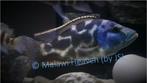 Haplochromis Livinstonii - malawi Cichliden, Zoetwatervis, Schoolvis, Vis