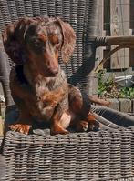 Dwergteckel dekreu niet tekoop ❤️, Dieren en Toebehoren, Honden | Teckels en Dashonden, Reu, Korthaar, Dwerg, Eén hond