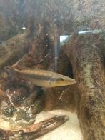 Crenicichla Acutirostris – Zwarte snoekcichlide, Dieren en Toebehoren, Vissen | Aquariumvissen, Vis