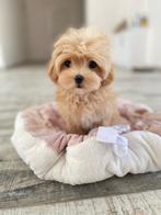 Exclusive Maltipoo F1 Micro pups ( Aziatische ouders ), Particulier, Rabiës (hondsdolheid), Overige rassen, 8 tot 15 weken