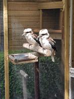 Kookaburra vrouwtje 2025 roofvogel, Dieren en Toebehoren, Vogels | Overige Vogels, Vrouwelijk, Tropenvogel