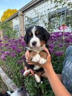 3 vrolijke Berner sennen pups(reutjes) in bezit van stamboom, Dieren en Toebehoren, Honden | Dekreuen, Rabiës (hondsdolheid), 8 tot 15 weken
