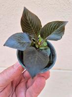Hygrophila Dwarf p6, Ophalen of Verzenden, Overige soorten, Minder dan 100 cm