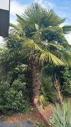 Grote Trachycarpus Fortunei Palmboom, Ophalen, Palmboom, 100 tot 250 cm