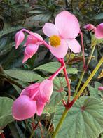 6x winterharde tuinbegonia, begonia Grandis Voor 15€., Tuin en Terras, Planten | Tuinplanten, Ophalen of Verzenden, Overige soorten
