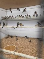Vele vogels, Meerdere dieren, Tropenvogel