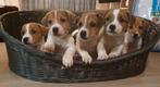 Jack Russel driekleurige pups., Dieren en Toebehoren, Rabiës (hondsdolheid), Jack Russell Terriër, 8 tot 15 weken, Meerdere