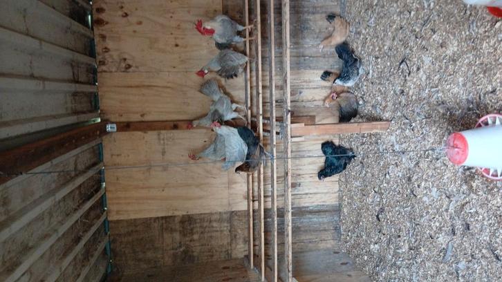 Diverse raskippen, Dieren en Toebehoren, Pluimvee, Kip, Meerdere dieren