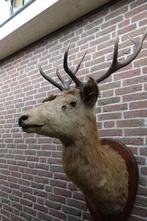 Prachtig groot opgezet edelhert met gewei uit Frankrijk, Ophalen, Zo goed als nieuw, Hert, Opgezet dier