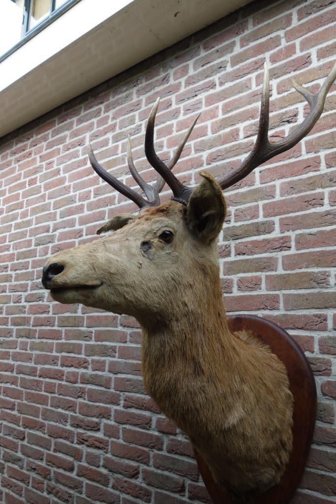 Prachtig groot opgezet edelhert met gewei uit Frankrijk, Verzamelen, Dierenverzamelingen, Zo goed als nieuw, Opgezet dier, Hert