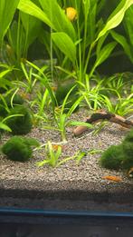 Sagittaria Subulata Teres - Klein Pijlkruid (Aquarium Plant), Ophalen of Verzenden, Nieuw, Plant(en), Steen of Hout