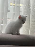 Britse Kortehaar Kitten, Dieren en Toebehoren, Katten en Kittens | Overige Katten