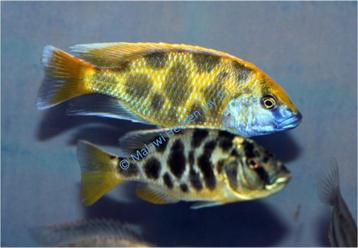 Haplochromis Venustus malawi cichliden beschikbaar voor biedingen
