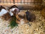 Peruvian cavia choco buff wit beertje, Dieren en Toebehoren, Knaagdieren, Cavia, Augustus, Mannelijk, Tam