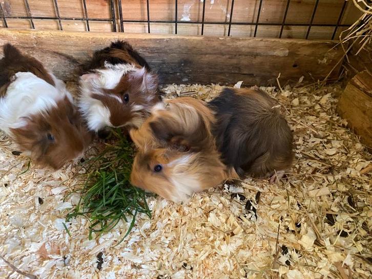 Peruvian cavia choco buff wit beertje, Dieren en Toebehoren, Knaagdieren, Mannelijk, Cavia, Augustus, Tam