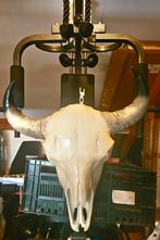 Bizon skull schedel. Groot exemplaar., Ophalen of Verzenden, Zo goed als nieuw