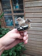 Gezocht div Europese cultuur vogels jongen, Dieren en Toebehoren, Vogels | Overige Vogels, Meerdere dieren, Wildzangvogel, Geringd
