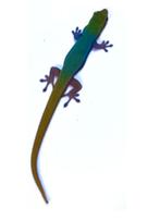 LYGODACTYLUS CONRAUI..Gezocht Vrouwtje.., Dieren en Toebehoren, Reptielen en Amfibieën, 0 tot 2 jaar
