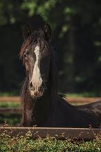 Prachtig zwart dressuurpaard, goede moederlijn., Dieren en Toebehoren, Paarden, Dressuurpaard, 0 tot 2 jaar, Hengst, Onbeleerd