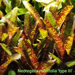 Neoregelia rubrifolia 'type III' en vele andere, Amfibie, 0 tot 2 jaar