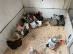 Wyandotte en Cochin krielen meerdere kleuren, Dieren en Toebehoren, Meerdere dieren, Kip