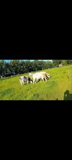 GRASLAND GEZOCHT!, Dieren en Toebehoren, Stalling en Weidegang