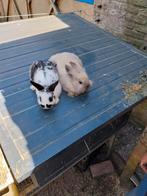 Mooi konijn, Meerdere dieren