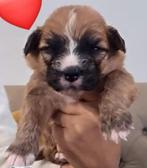 Puppy, puppy’s, Dieren en Toebehoren, 8 tot 15 weken, Teef, Meerdere, Klein