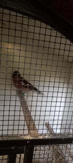 Te koop vink. Geringd. Zie foto's, Dieren en Toebehoren, Vogels | Overige Vogels, Meerdere dieren, Tropenvogel, Geringd
