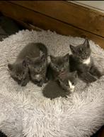 3 van de 5 super lieve😻grijze kittens te koop, Dieren en Toebehoren, Katten en Kittens | Raskatten | Korthaar, Meerdere dieren