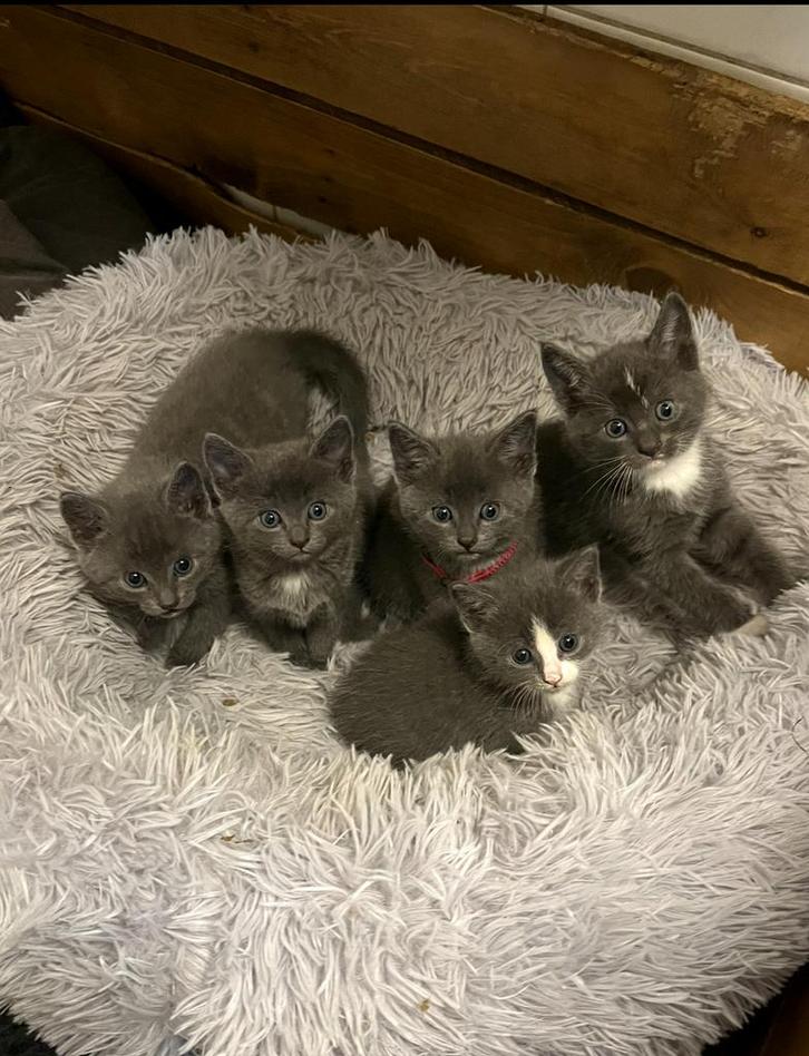 3 van de 5 super lieve😻grijze kittens te koop, Dieren en Toebehoren, Katten en Kittens | Raskatten | Korthaar, Meerdere dieren